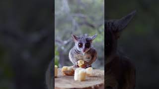 Are Bush Babies Good Pets? #shorts