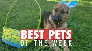 The Easter Bunny Is A Dog? | Best Pets of the Week