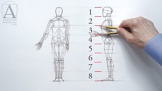 Human Figure Proportions - Anatomy Master Class