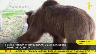 Şəki şəhərinin mərkəzinə ayı gəlib, sakinlərə xəbərdarlıq edilib