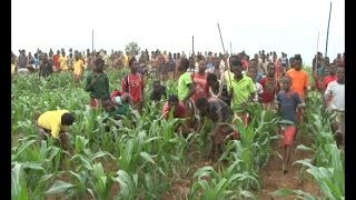 The weeding of the Royal fields started