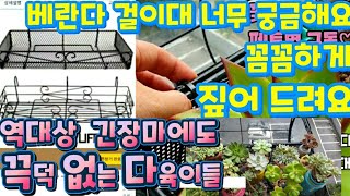 🔴다육이 ☆베란다 걸이대 꼼꼼하게 짚어 드려요 벤란다 걸이대 궁금해~커먼 놀러와 Succulent plant 多肉植物 다육이키우기