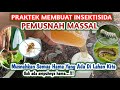 TUMPAS HABIS SEMUA HAMA - PAKAI INSEKTISIDA PEMUSNAH MASSAL,TANAMAN JADI MULUS SEMUA