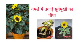 आज ही लगाएं सूर्यमुखी के बीज, पूरी गर्मी खिलेगी बगिया|| sunflower care and repoting