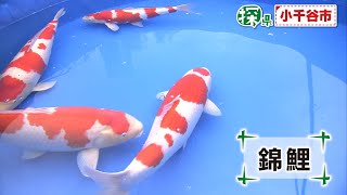 小千谷市🔎探県プロジェクト【PR動画：名物・魅力・見どころ編】