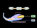 高一生物｜簡介神經系統的組成－1