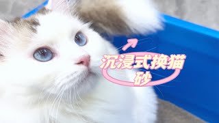 沉浸式换猫砂