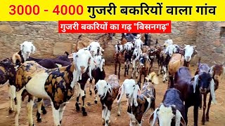 3000-4000 गुजरी बकरिया पालने वाला गांव 