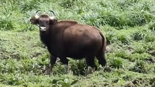 Mlavu മാനിനെ കണ്ടിട്ടുണ്ടോ | Samba Dear | Wild bison | കാട്ടുപോത്തു