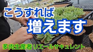 【多肉植物】【ガーデニング】こうすれば増えます🎵2024年8月5日