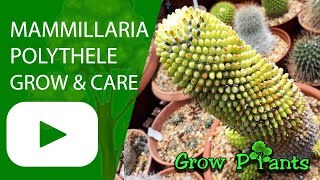 Mammillaria polythele - grow \u0026 care (Nipple cactus)