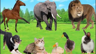 Cute Little Animals: Duck, Cat, Horse, Dog, Cow, Lion, Elephant, Rabbit, Goat - Animal Sounds