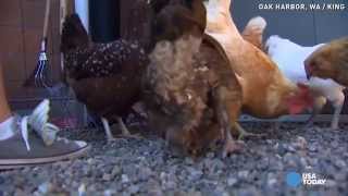 Worm poop, chickens help school go green