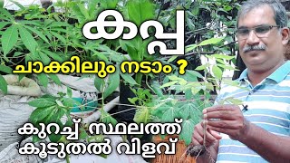 കപ്പ ചാക്കിൽ നടുമ്പോൾ ശ്രദ്ധിക്കേണ്ട കാര്യങ്ങൾ | Kappa Krishi in Malayalam | Miniset Kappa Krishi