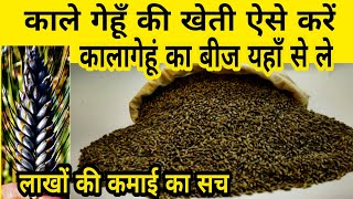 काले गेहूं की खेती | Kala gehun | Kale gehu ki kheti | Black wheat | Gehu ki kheti | Gahu lagwad