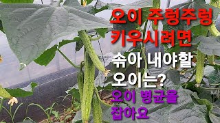 오이주렁주렁병없이잘키우시려면 오이병균을알자 오이잘키우기 농사정보통 농사유튜브