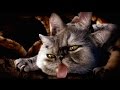 Run The Jewels - Meowpurrdy (from the Meow The Jewels album)