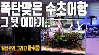 90일차- 수초어항 초기 모습과 세팅이후 아쉬운점 공개!!! [애니몰로TV]