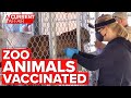 US begins vaccinating zoo animals | Coronavirus News | A Current Affair