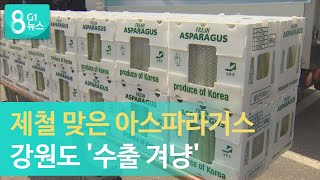 [G1뉴스] 제철 맞은 아스파라거스..강원도 '수출 겨냥'