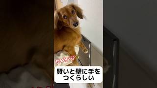 賢いと壁に手をつくらしい...#shorts #tiktok #犬