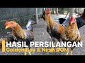 Hasil Crosing Ayam Sweater Golden Boy dengan Ninja Dom | HOK FARM BALI