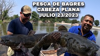 ¿Quieres pescar bagres gigante?  Mira este video tal vez te pueda servir