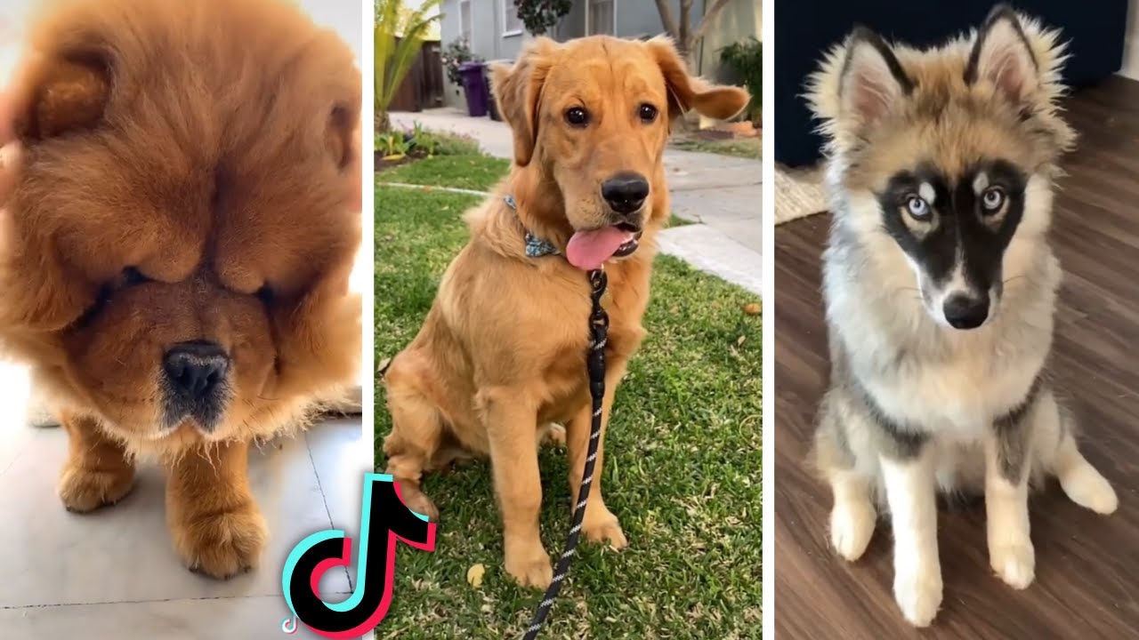 Compilation Of Funny Dog Videos Youtube