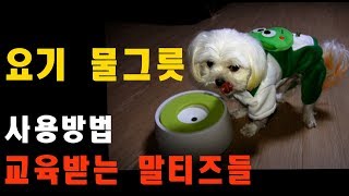 [말티즈]192탄. 요기 물그릇 사용 방법 교육중인 말티즈들