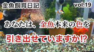 金魚飼育日記vol19　あなたは金魚本来の色を引き出せていますか？　前編