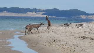 Group of Deers Enjoy Themselves at Beach - 1399211