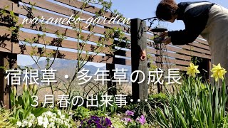 宿根草・多年草の成長　３月春の出来事･･･Growth of perennial grass   March events