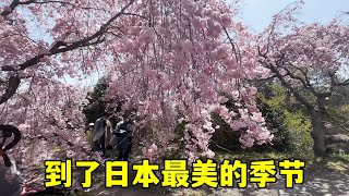 日本農村山上開遍櫻花，爬山野餐捕蝴蝶，回到最原始的快樂