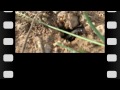 envol nuptial de termites.avi