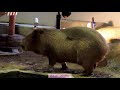 ゴローンとアクビは幸せの象徴です　 カピバラ劇場 　capybara　yawn relax　happy　life