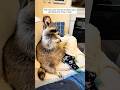 Kind people rescued a trapped raccoon #shorts