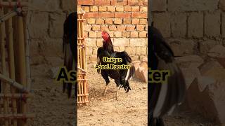 Worlds unique Aseel breed | Basheer purbana breed #aseelmurga #chicken