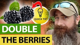 How I Double My Blackberries Every Year!