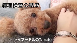 病理検査の結果【分節性子宮内膜過形成】トイプードルのTaruto