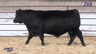 Ellingson Angus Lot 268