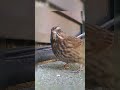 songbird getting a peanut songbird relaxing birdspecies shortsvideo birds songbirds