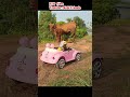 Monkey driving a car is scared when he meets a cow