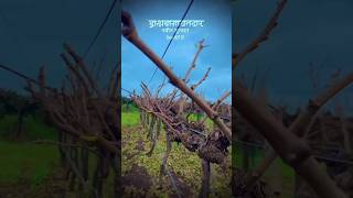 द्राक्ष बागायतदार स्टेट्स || grapes status #shorts #marathistatus #grape