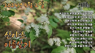 산야초 이름알기 20240502 #산야초하이랜더