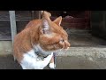 猫さん震える・・雪なのに外へ出た結果【侵入した野良仔猫】～家猫修行中～