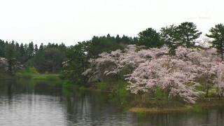 春の芦野公園 - 芦野湖 - 0323A