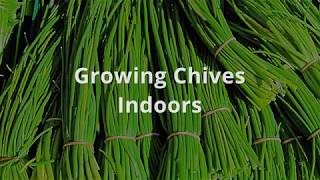 How To Grow Chives Indoors