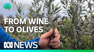 Wine grape growers eye olives amid global shortage | Stateline | ABC News