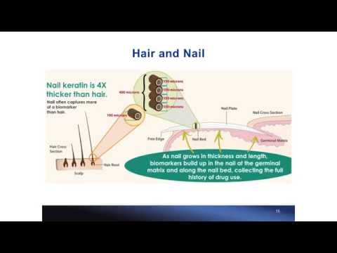 Methamphetamine and Amphetamine in Matching Nail and Hair Samples by Dr. Irene Shu Methamphetamine and Amphetamine in Matching Nail and Hair Samples by Dr. Irene Shu