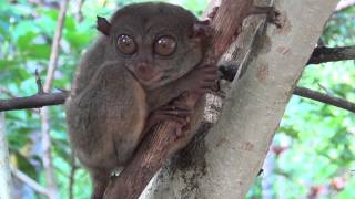 Tarsier - the smallest monkey in the world HD